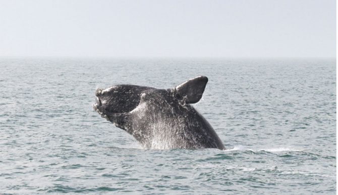 Weather forecasting service North Atlantic Right Whale