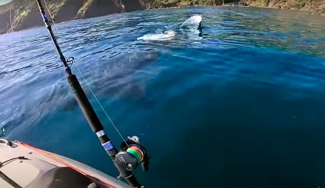 Check Out the Size of This Great White Shark as It Stalks a Kayak Fisherman