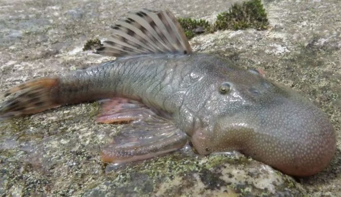 Blob-headed catfish